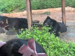 -海南热带野生动植物园