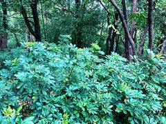 -火炉山森林公园
