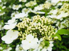 -杭州湾海上花田景区
