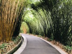 景点-成都大熊猫繁育研究基地