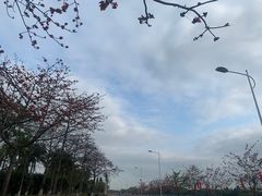 -长洲岛