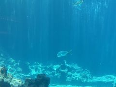 -海棠湾洲际-涛·海底餐厅·美人鱼·自助餐·海底隧道