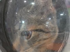 -纳吉亚猫专科动物医院·北北分院