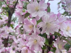 -海棠花溪(元大都城垣遗址公园)