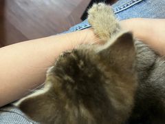 -楼上猫咖(罗湖店)