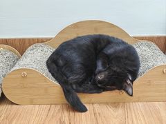 -有猫主题·治愈系猫咖(曾厝垵店)