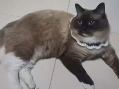 -佳雯宠物医院·皮肤科·内外科(春晓路分院)