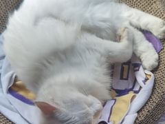 -北京赛佳动物医院