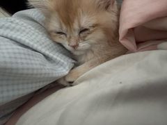 -喜多萌中农锦绣动物医院24H·猫科·牙科MRI·CT