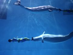 -芜湖新华联大白鲸海洋公园