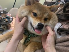 -逗柴咖啡屋·狗咖猫咖宠物桌游