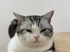 -有喵·猫咖·狗咖·30几只猫10只小狗(岗厦店)