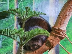 -正佳雨林生态植物园