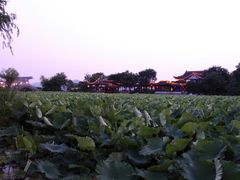 -高子水居