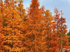 -白鹭湾湿地公园
