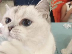-鼓捣猫呢主题猫咖店