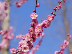 -梅花山(明孝陵内)