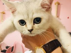 -三花喵·撸猫购宠·宠物生活馆(虹桥南丰城店)