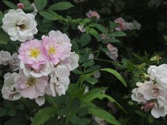 -白鹭湾湿地公园