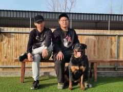 -北京京卫宠物寄养训练中心