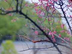 -八大山人梅湖景区