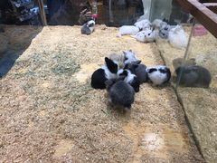 -龟与熊猫宠物公园(南坪店)