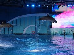 -海合安青岛极地海洋公园