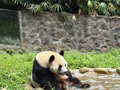-都江堰中华大熊猫苑