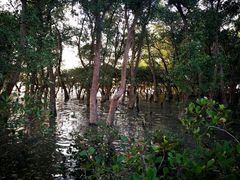 -宝安西湾红树林湿地公园
