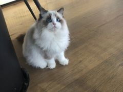 -东方名猫馆·英短金渐层布偶猫舍(环线广场1号楼店)