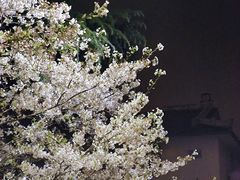 -武汉大学-樱园