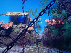 -上海海洋水族馆