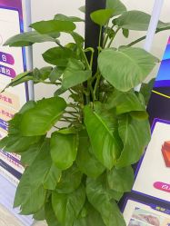 -悟空祛痘·亚健康皮肤管理中心