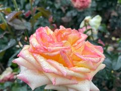 -人民公园(罗湖区)