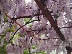 -嘉定紫藤园