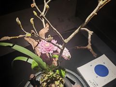 -曲水兰亭(北京四惠店)