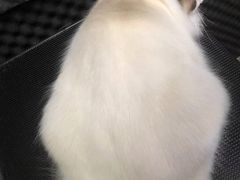 -PETKIT小佩宠物·低压洗护(国顺东路店)