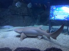 -烟台海昌鲸鲨海洋公园