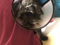 -艾贝尔宠物医院·狂犬免疫点(江山金象城店)