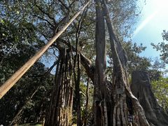 -瑞丽独树成林风景区