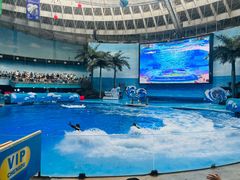 -海合安成都极地海洋公园