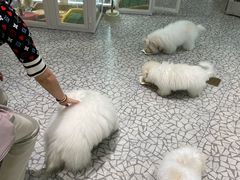 -momokira米努特·德文卷毛猫·棉花面纱犬