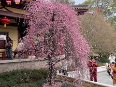 -庐山风景名胜区-东林大佛