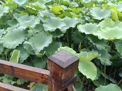 -龙头寺公园