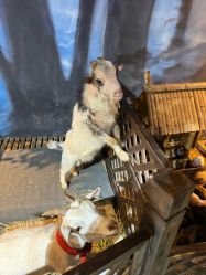 -酷嗒动物文化乐园(cutezoo西溪乐天城店)