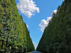 -黄海国家森林公园