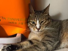 -御宝贝·A梦猫科宠物医院(国际猫友好医院)