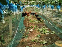 -马陆小张葡萄园农家乐