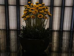 -上海璞麗酒店