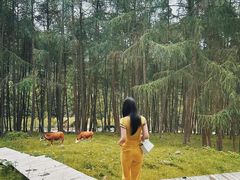 -硗碛藏寨·神木垒景区